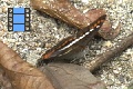 Scene 091_Adelpha alala on ground